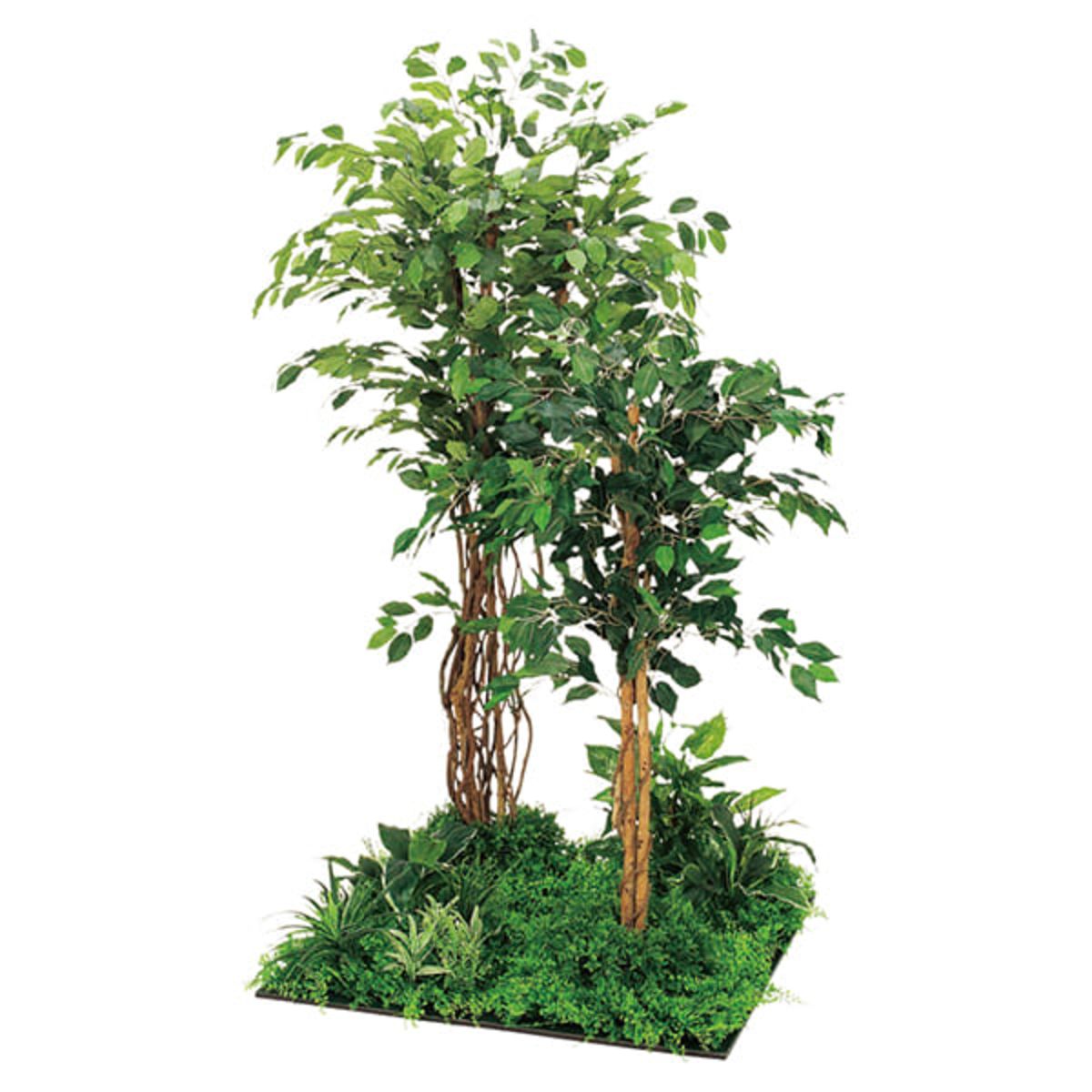 フロアグリーン 45角4連 フィカスベンジャミン H1800 GM5710-画像1