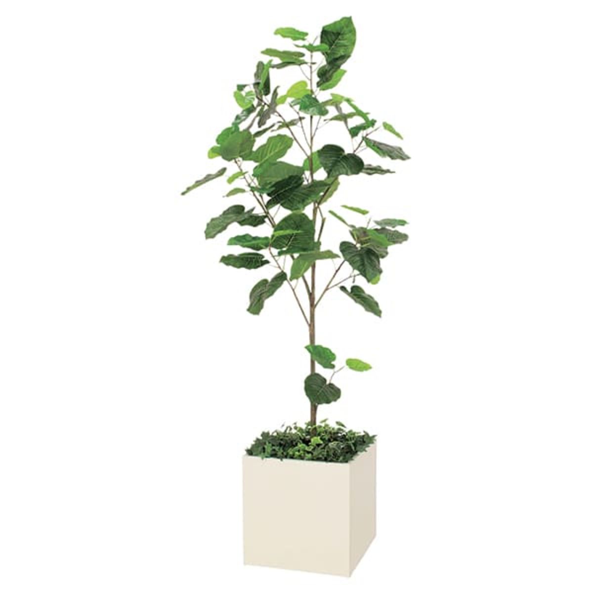 ボックスプランター ウンベラータ H2000 GR5002-画像1