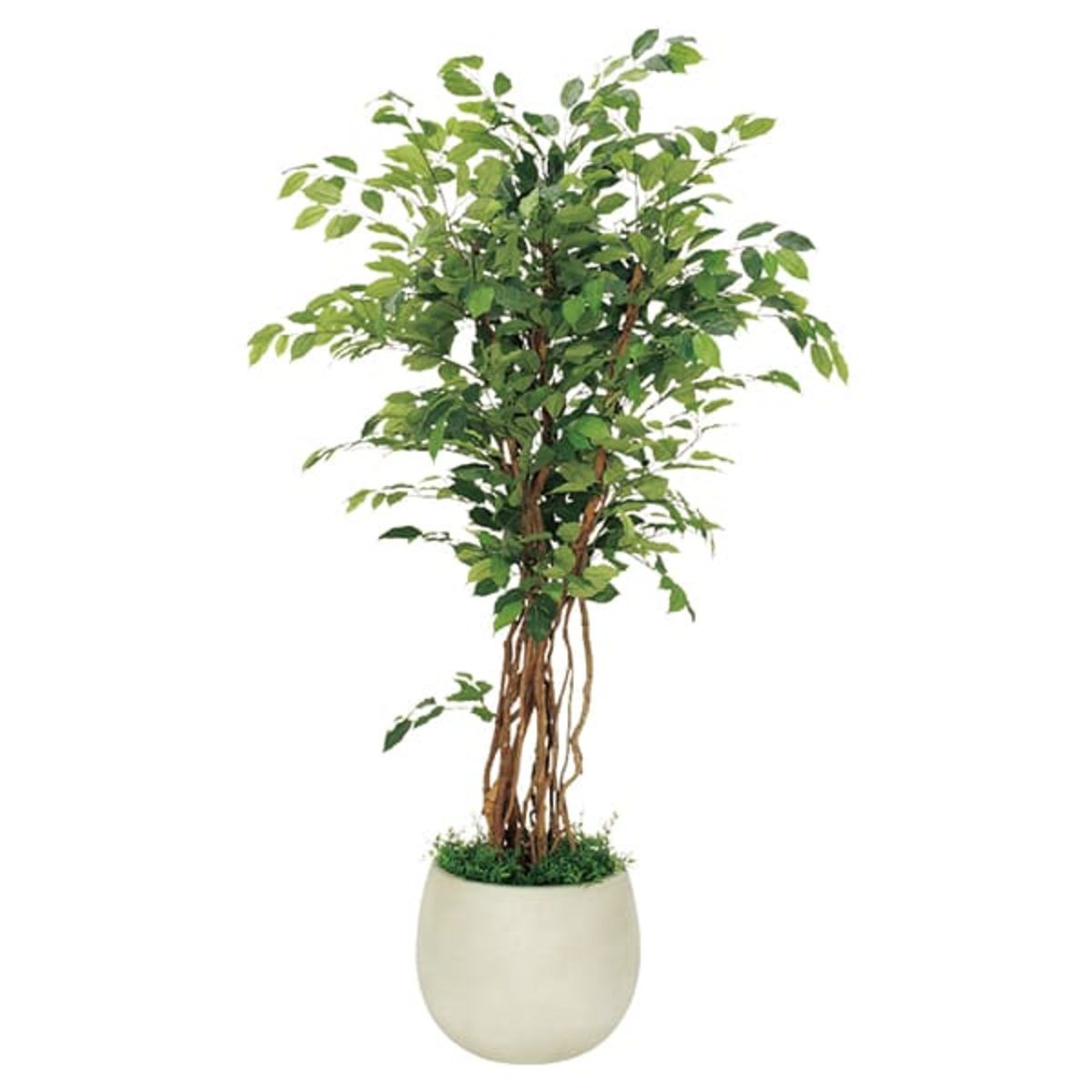 ボックスプランター フィカスベンジャミン H1900 GR5006-画像1