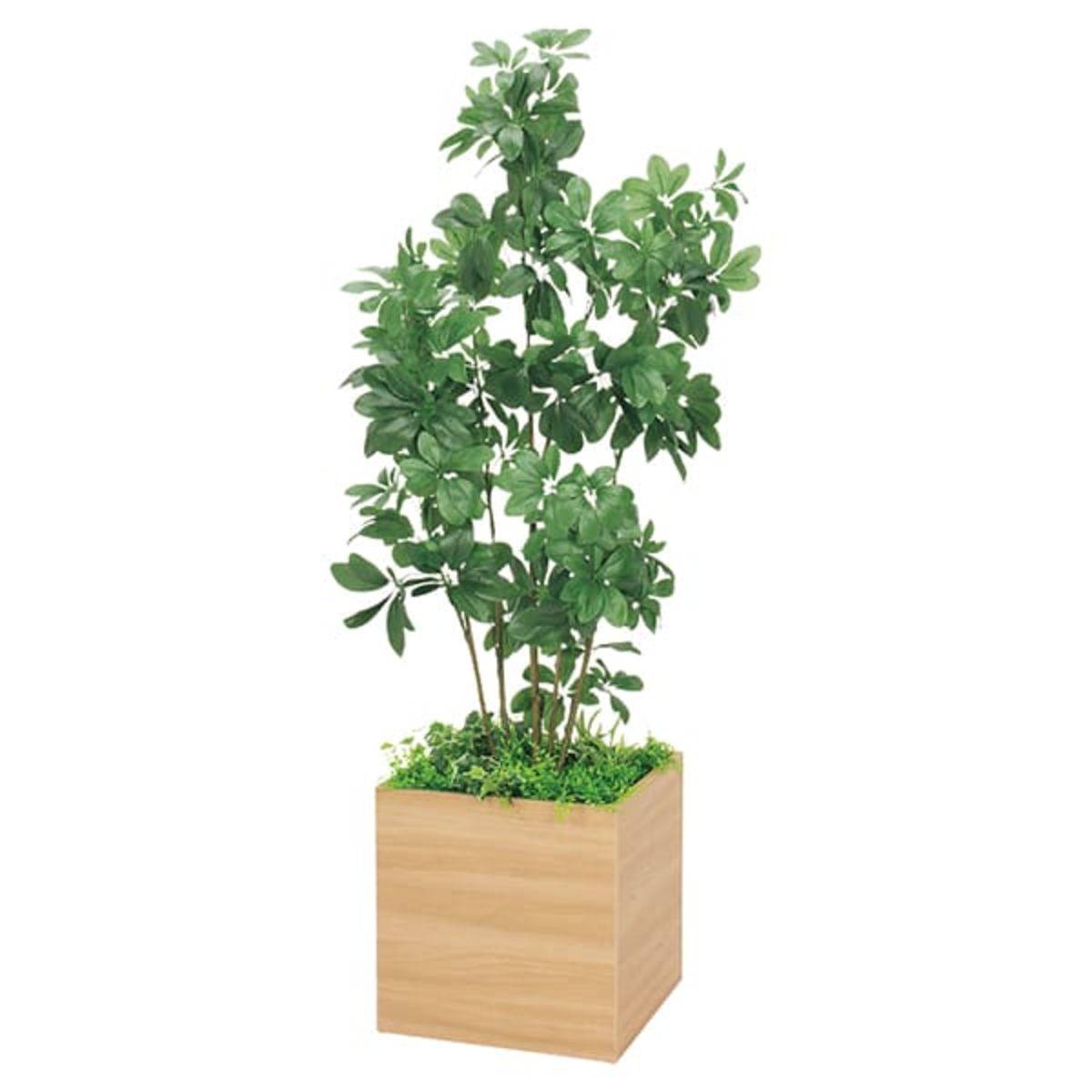 ボックスプランター シェフレラ H1700 GR5009-画像1