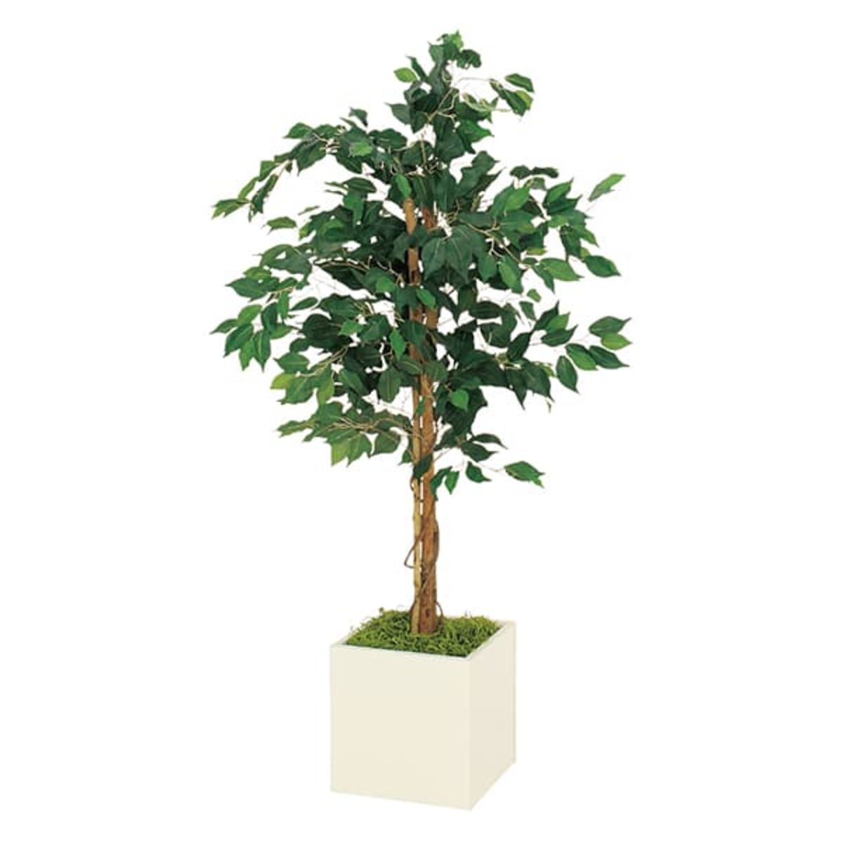 ボックスプランター フィカスベンジャミン H1400 GR5013-画像1