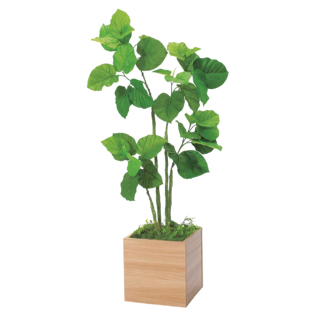 ボックスプランター ウンベラータ H1150 GR5016-画像1