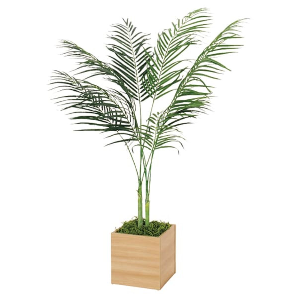 ボックスプランター アレカヤシ H1650 GR5017-画像1