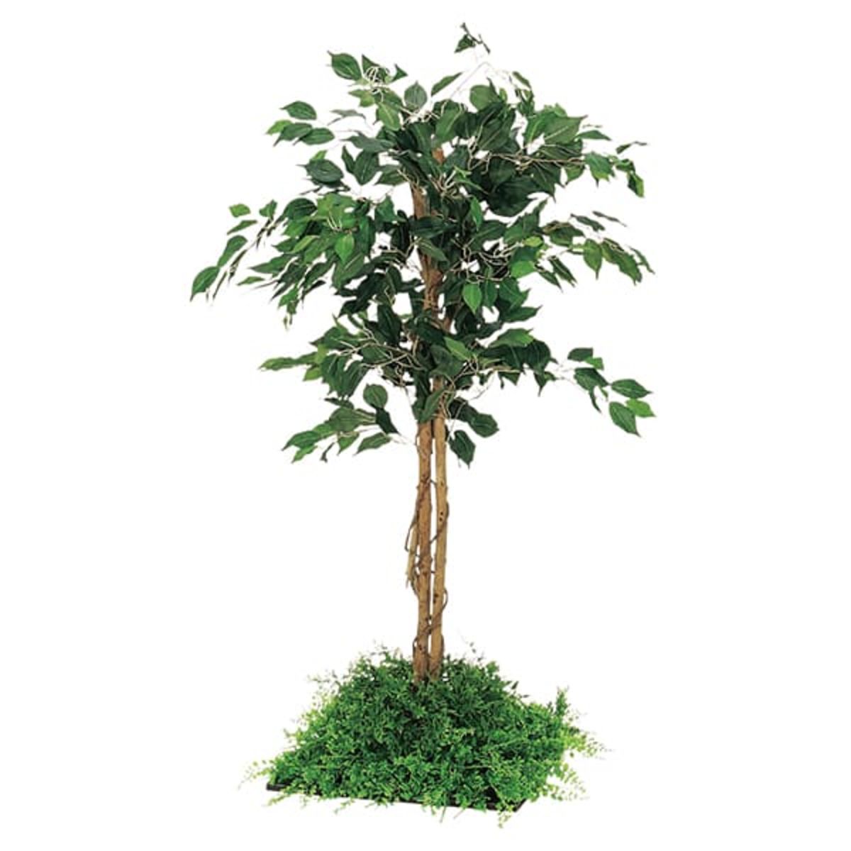 フロアグリーン 45角 フィカスベンジャミン H1300 GR5055-画像1