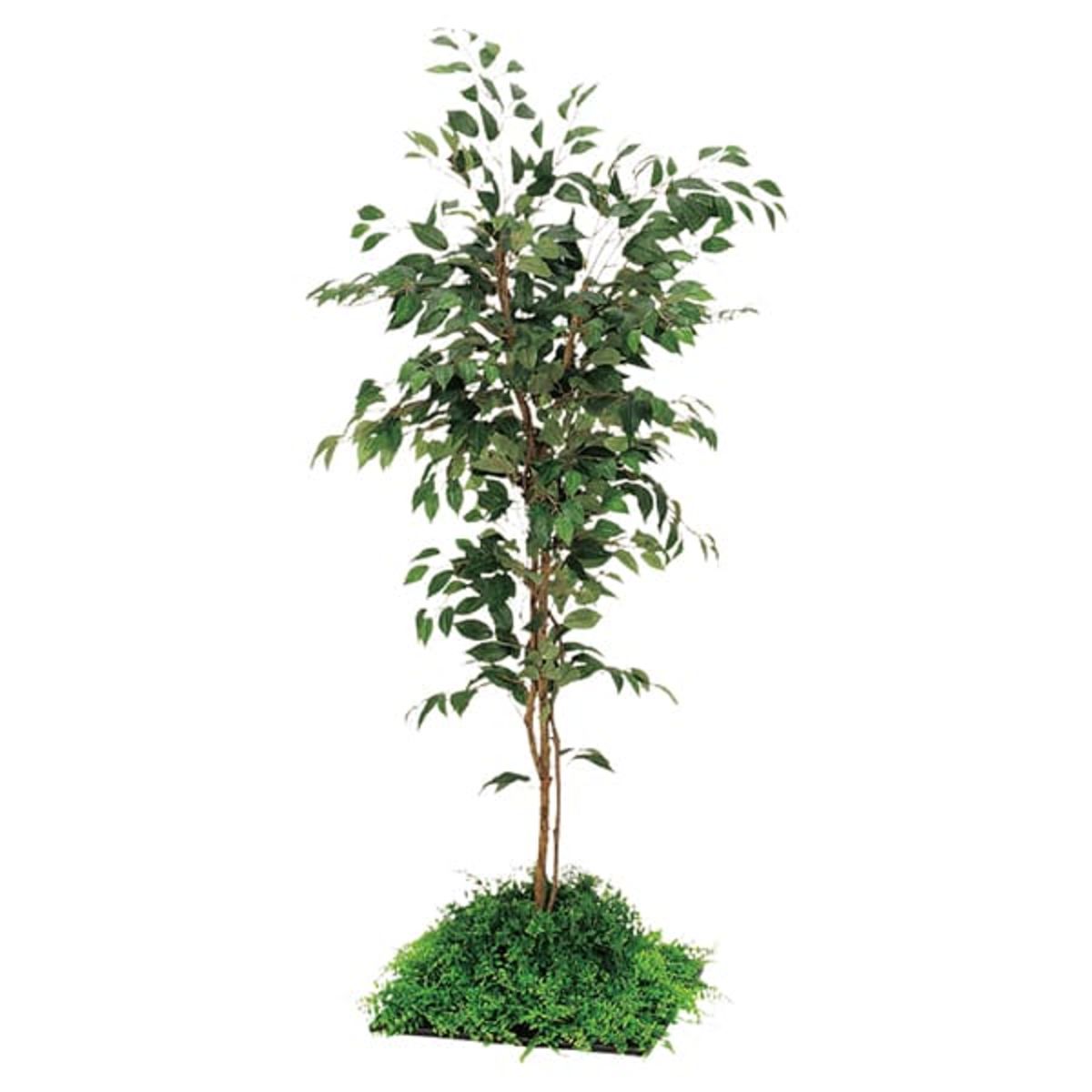 フロアグリーン 45角 フィカスベンジャミン H1600 GR5056-画像1