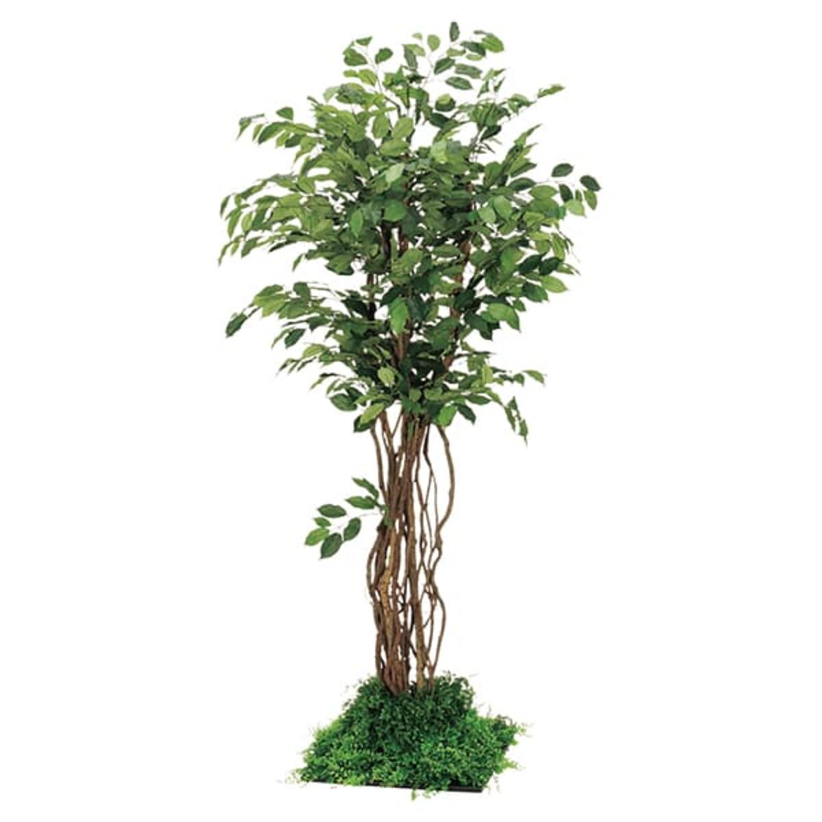 フロアグリーン 45角 フィカスベンジャミン H1800 GR5057-画像1