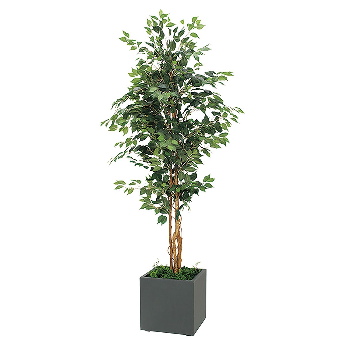 プランター 400角 フィカスベンジャミン IP-5005-画像1