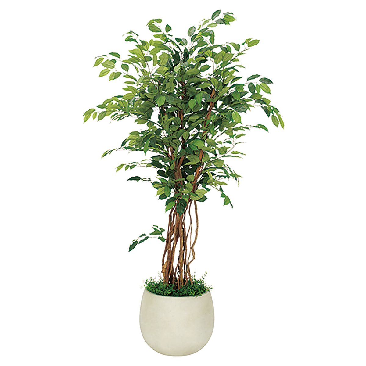 プランター 420M フィカスベンジャミン IP-5006-画像1
