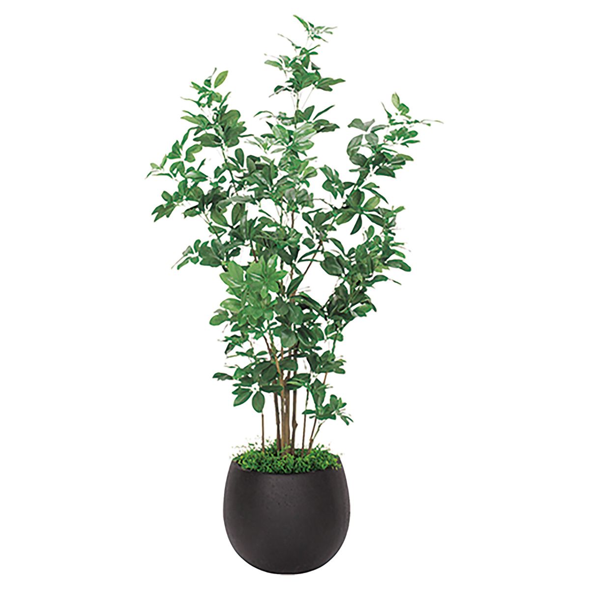 プランター 420M シェフレラ IP-5007-画像1