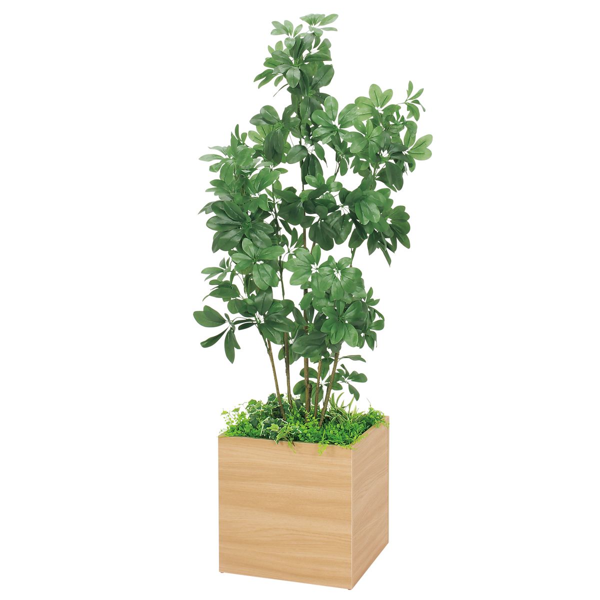 プランター 400角 シェフレラ IP-5009-画像1