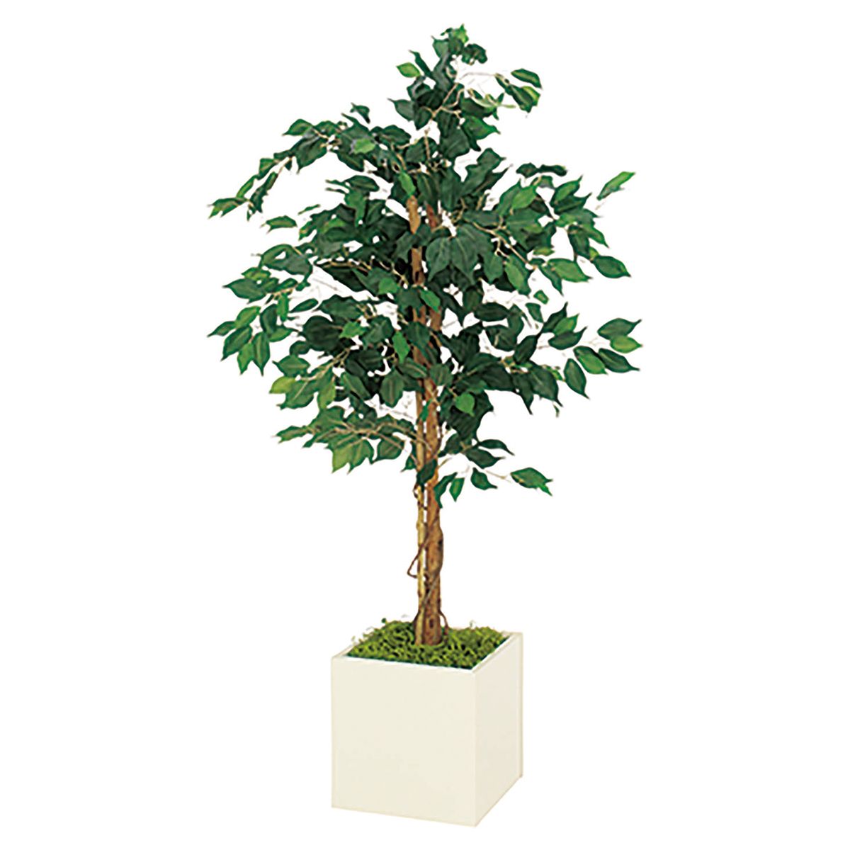 プランター 275角 フィカスベンジャミン IP-5013-画像1