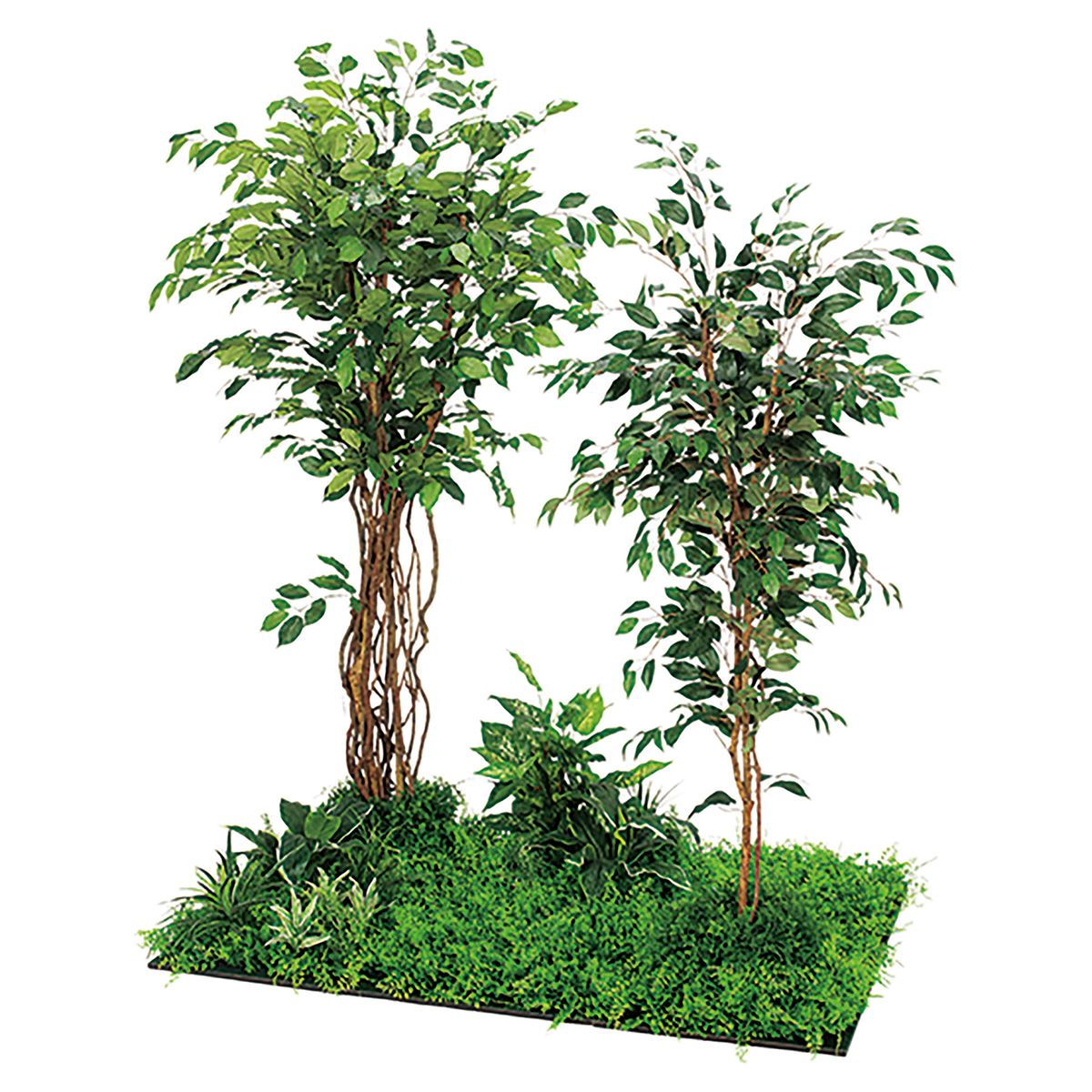 フロアグリーン フィカスベンジャミン 45角6連 IP-5711-画像1