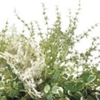 グリーンリーフ