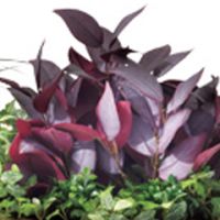 ミックスリーフ