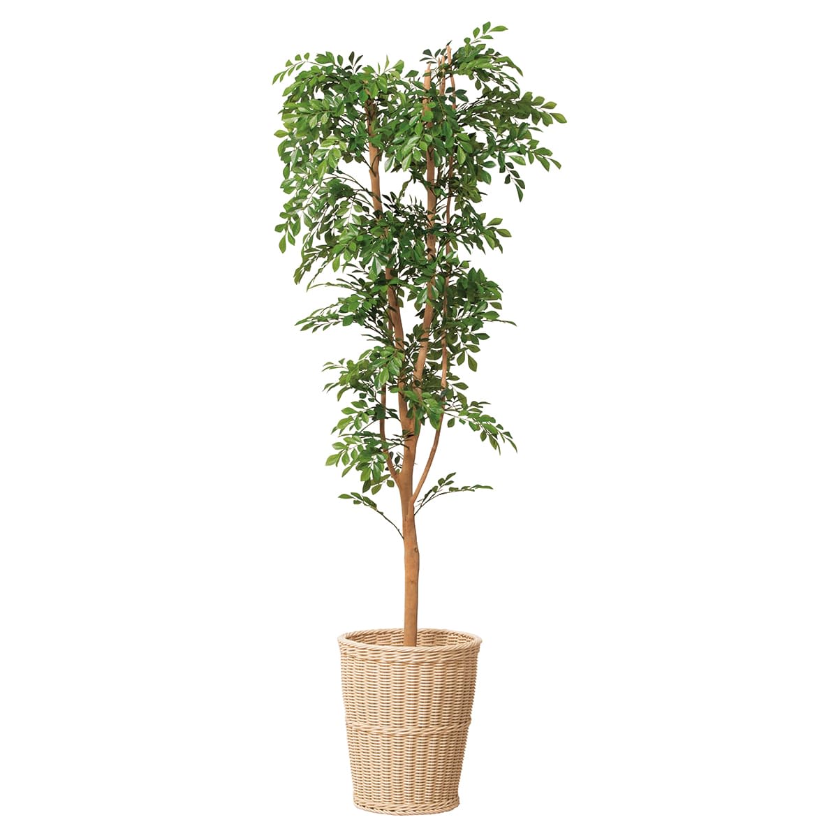 CoMbI+G-TN18 抗菌サークルボックス+トネリコ1.8-画像1