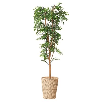 CoMbI+G-TN18 抗菌サークルボックス+トネリコ1.8