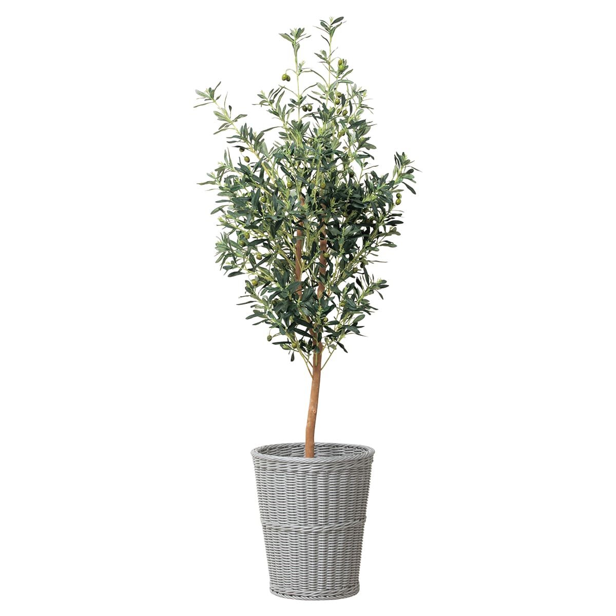 CoMbI+G-OVT16 抗菌サークルボックス+オリーブツリー1.6-画像1