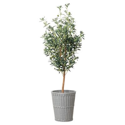 CoMbI+G-OVT16 抗菌サークルボックス+オリーブツリー1.6