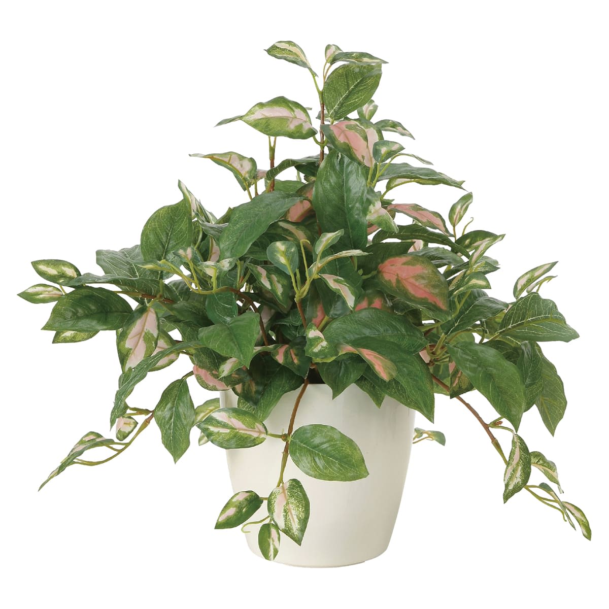 G-2TH ツートンホヤ｜弘益のグリーンポット