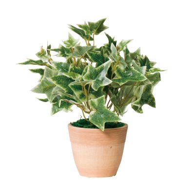 G-HIB 斑入りアイビー