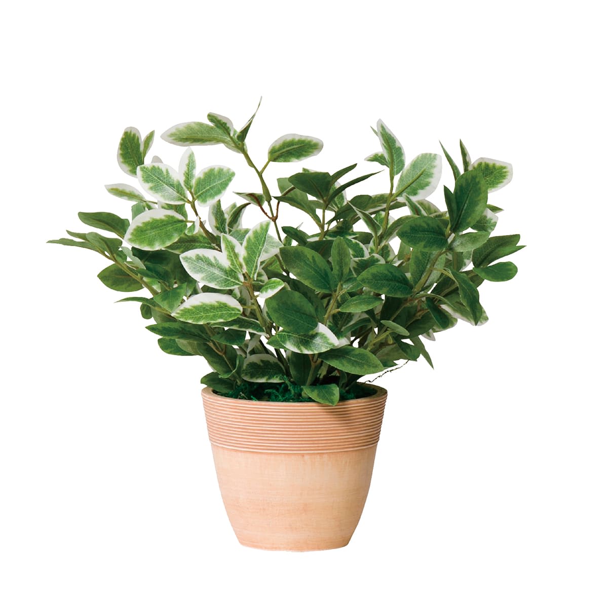 G-MLL ミニリーフL-画像1