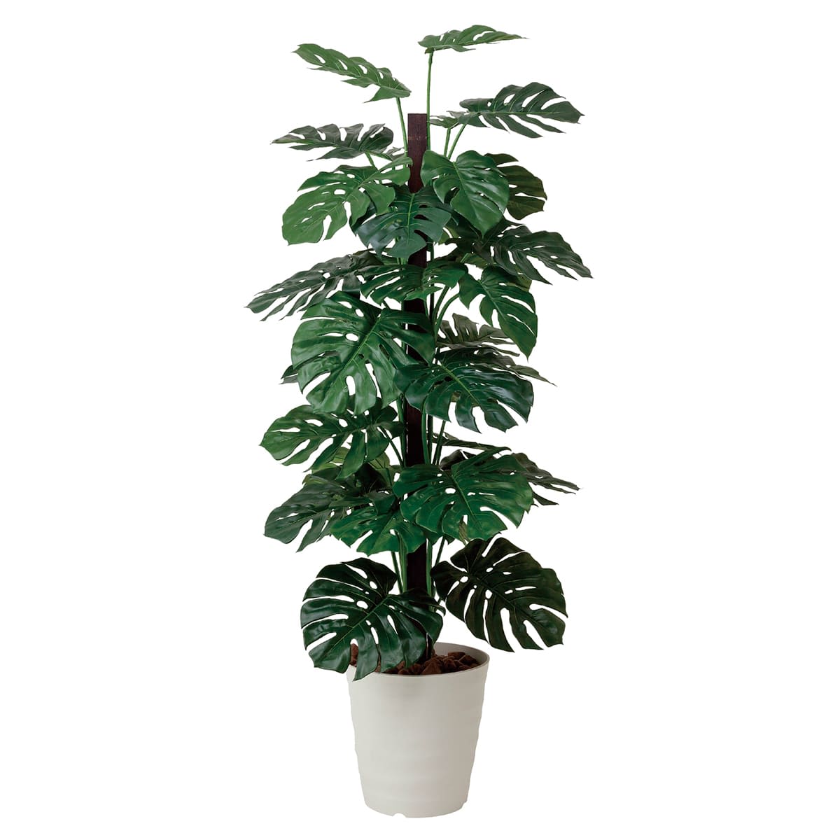 G-MS18 モンステラ1.8-画像1