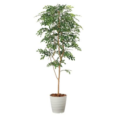 G-TN18 トネリコ1.8