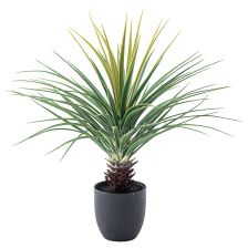 ミニパイナップル GRN-12