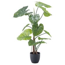 クワズイモ GRN-16