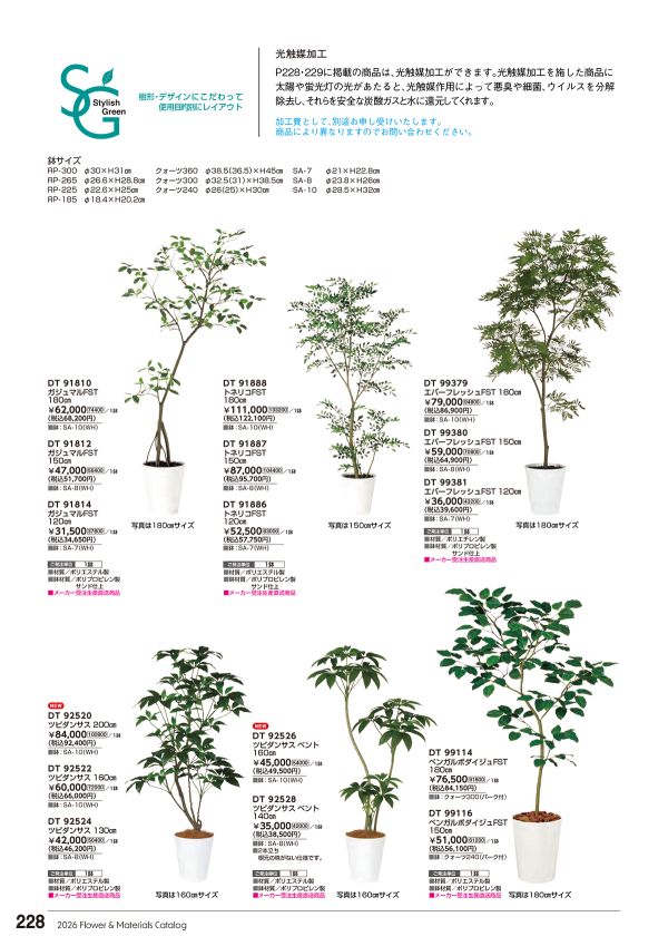 ベンガルボダイジュ FST 鉢付のカタログ画像-1