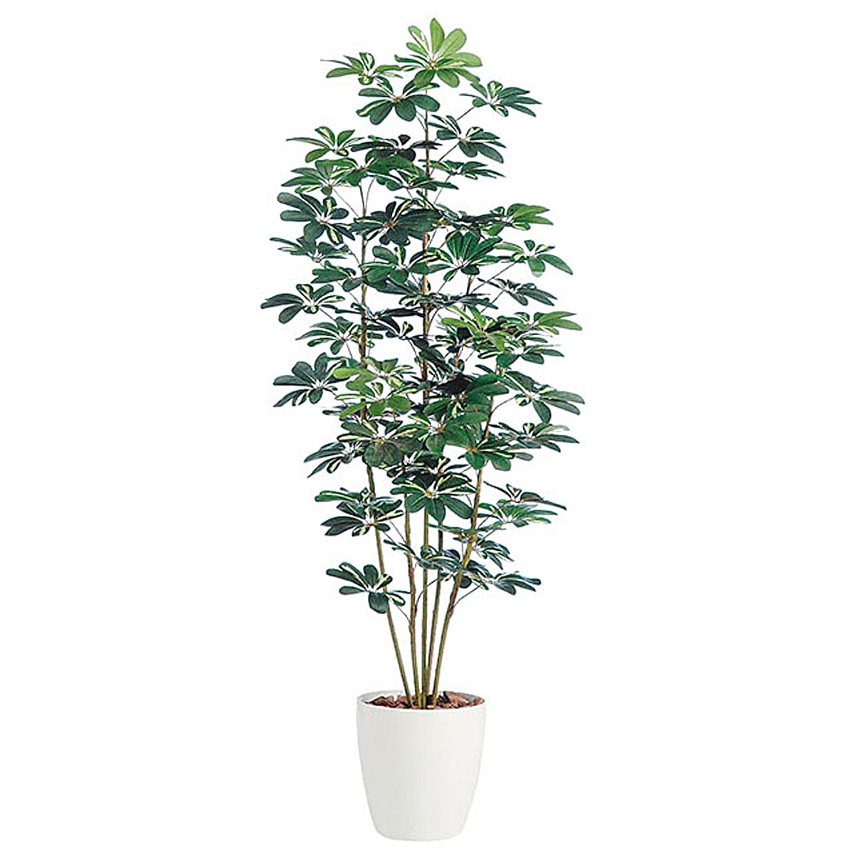 シェフレラ 鉢付-画像1