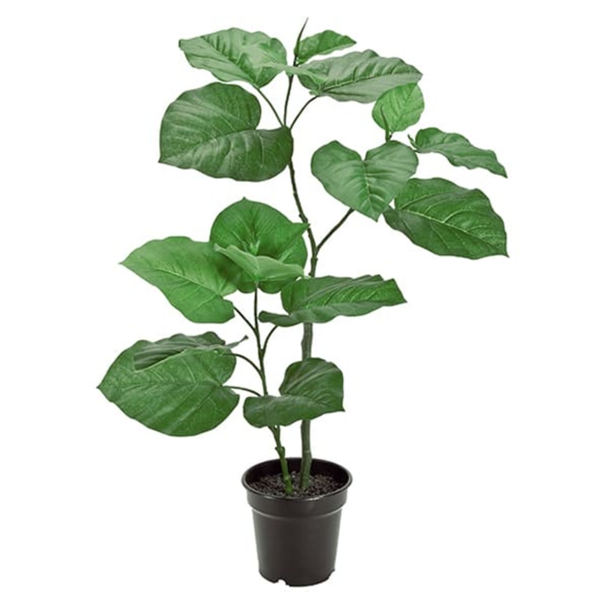 ウンベラータS-画像1