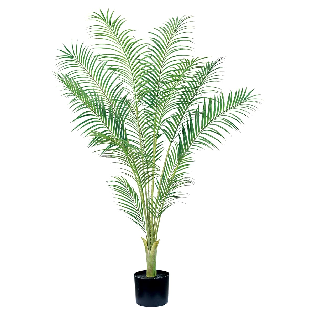 アレカパームポット 5F-画像1