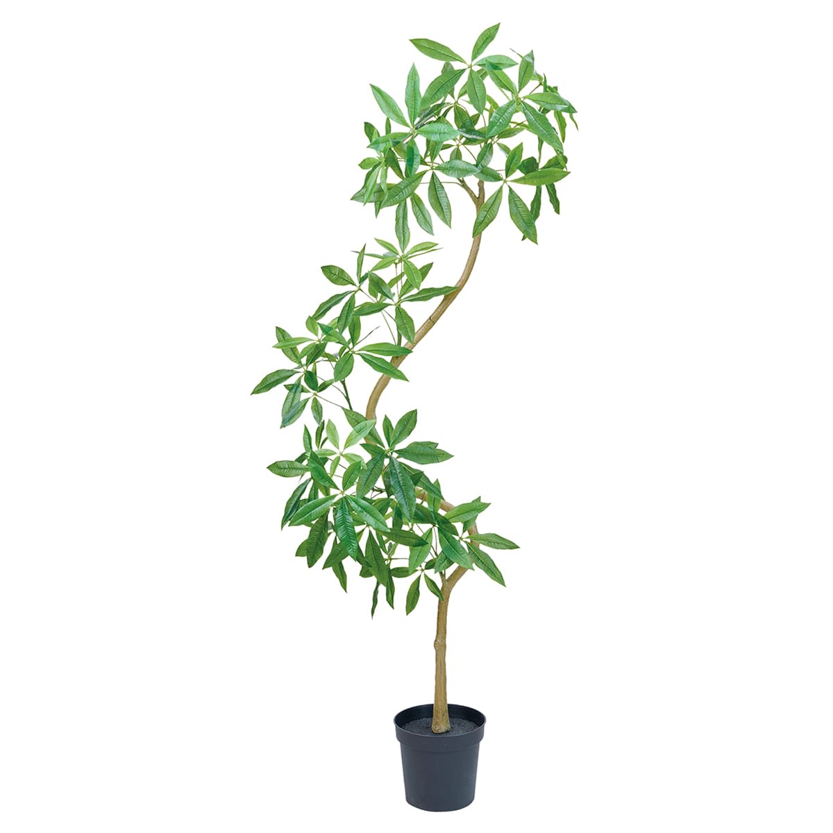 パキラエレガントスパイラル-画像1