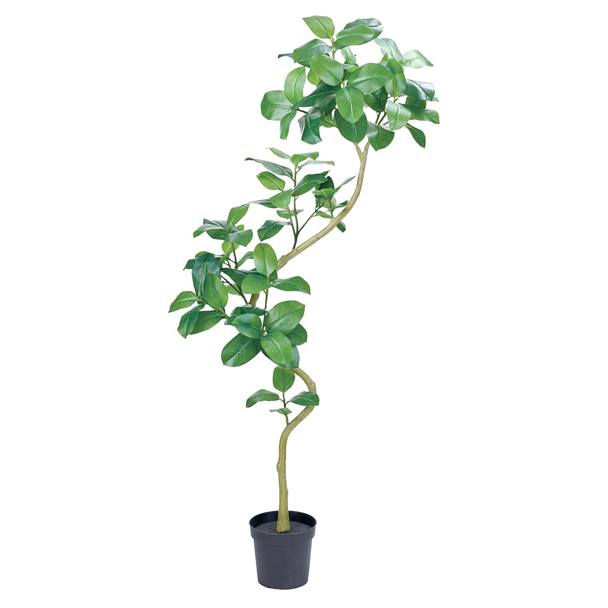 アルテシマエレガントスパイラル-画像1