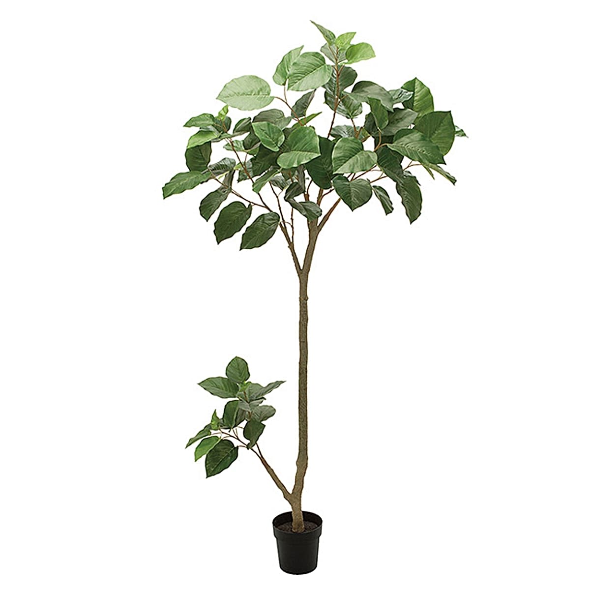 ウンベラータグランデポット-画像1