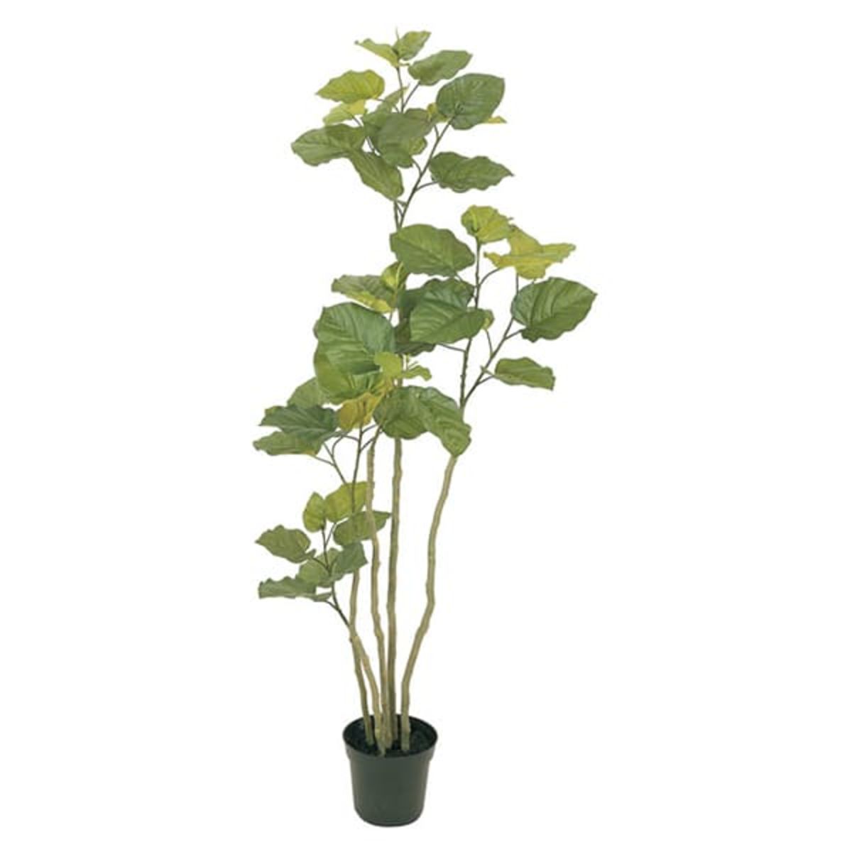 ウンベラータ H1650-画像1