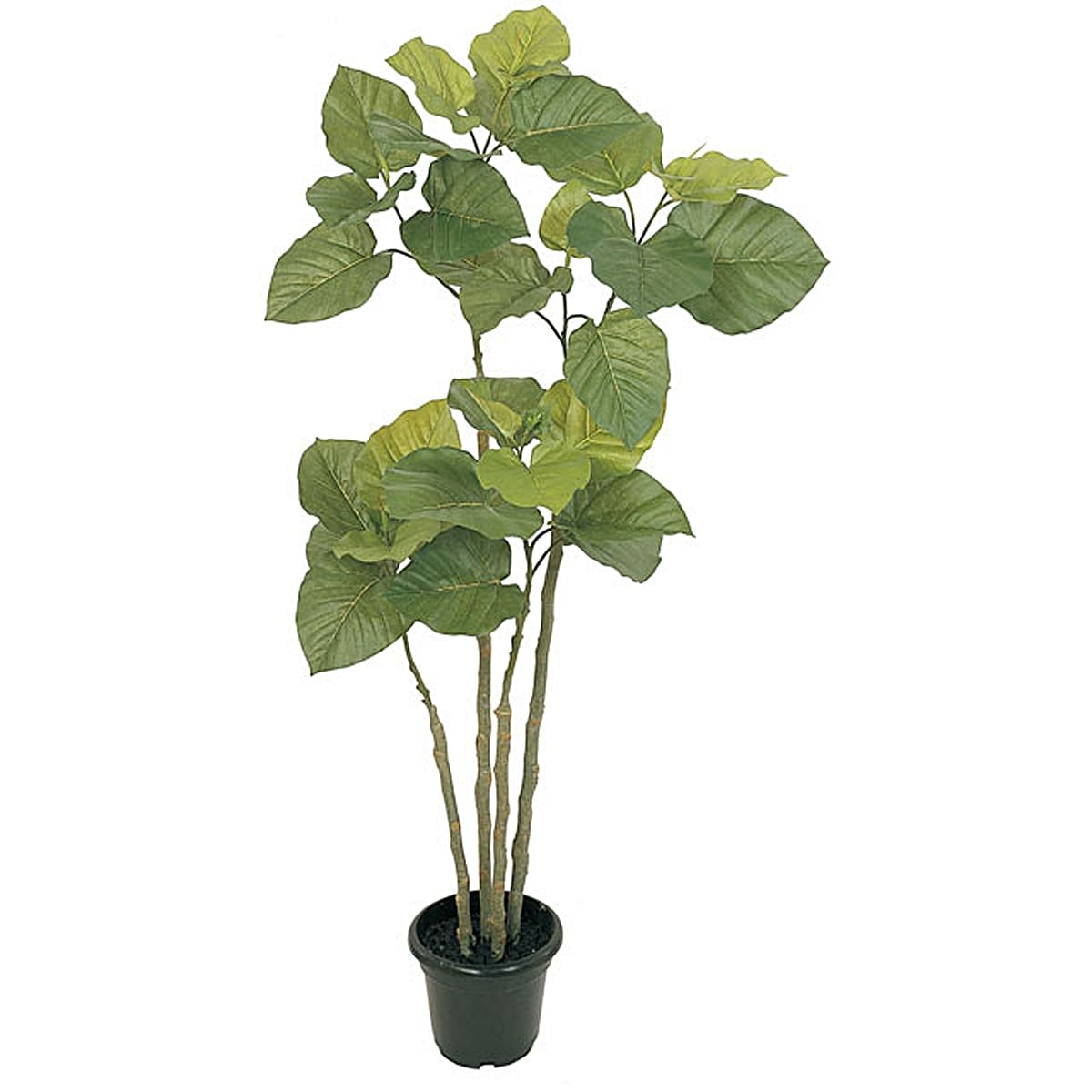 ウンベラータ H1200-画像1