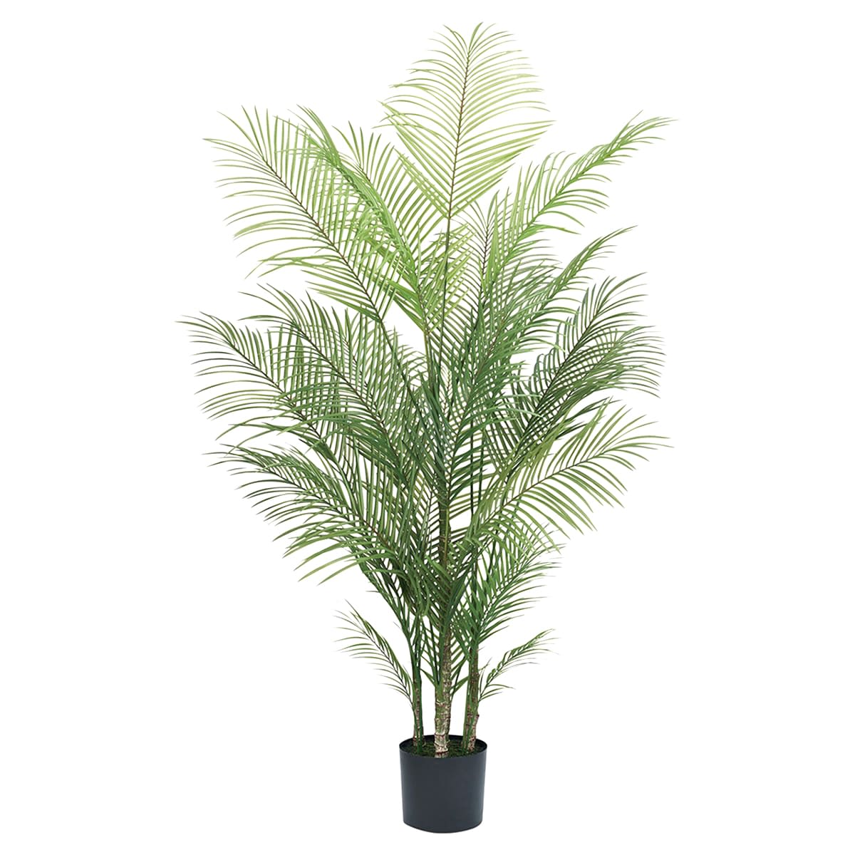 アレカパームグランデポット-画像1