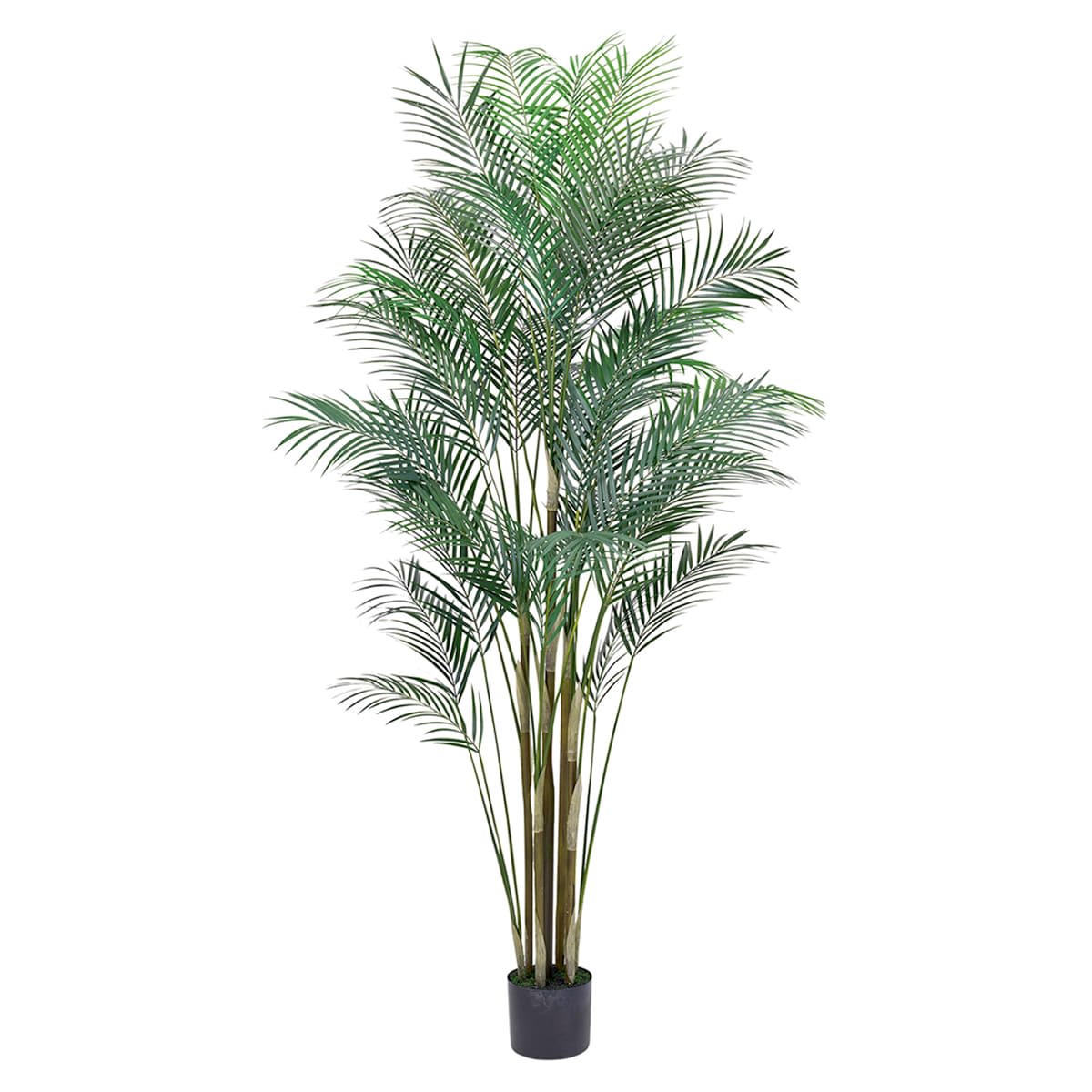 ワイルドパームポット-画像1