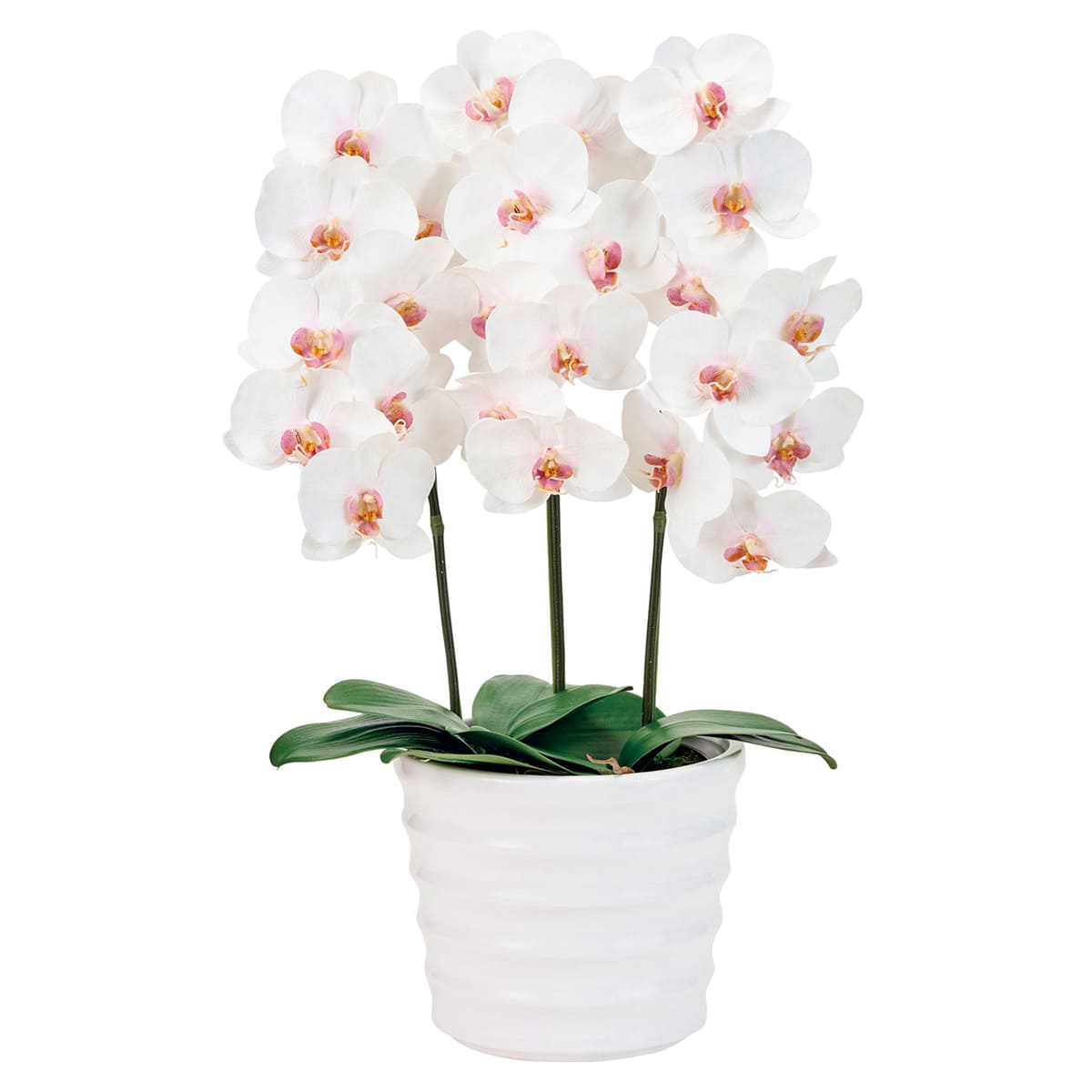 ピュアオーキッド 3本立 マリアファレノ ZV7020-画像1