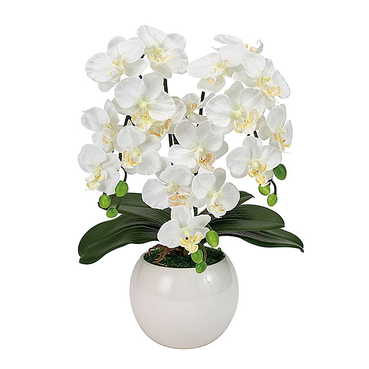 ピュアオーキッド 3本立（ファレノミリー）ホワイト ZV8070-1｜東京堂