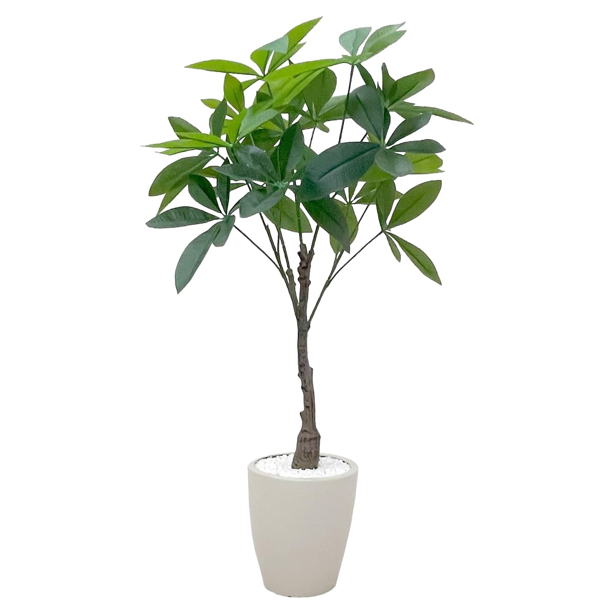 パキラ PAC-90IV-画像1