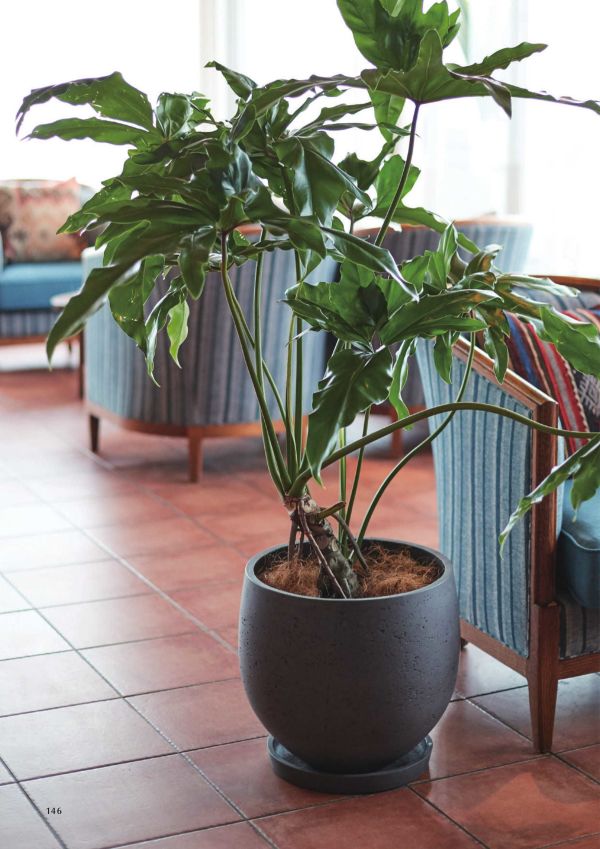 園芸 インテリア ポット カッセル トラピ XL 45/B 1個入り ks-405h15e [p117] （代引き不可） 園芸 インテリア ポット カッセル トラピ XL 45⁄B 1個入り ks-405h15e