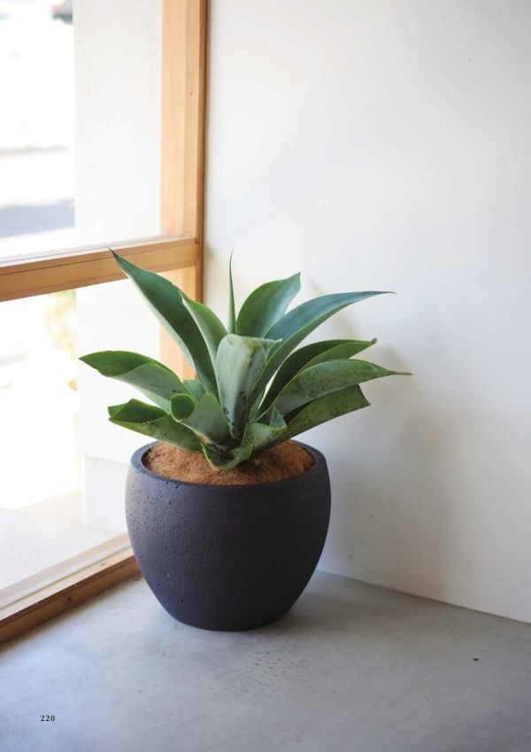 ラヴァ ボウルのカタログ画像-2