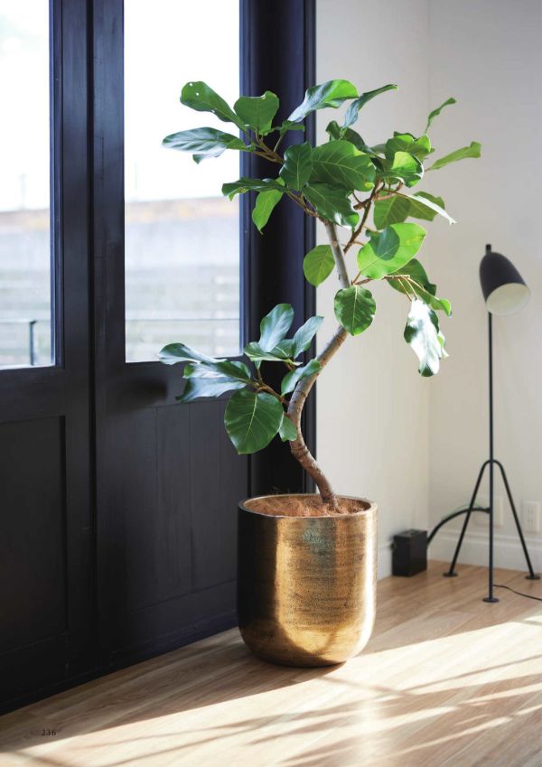 アンワール カーフのカタログ画像-2