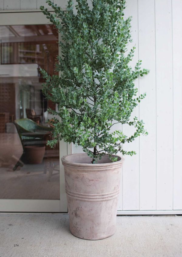 テラアストラ カペラのカタログ画像-2