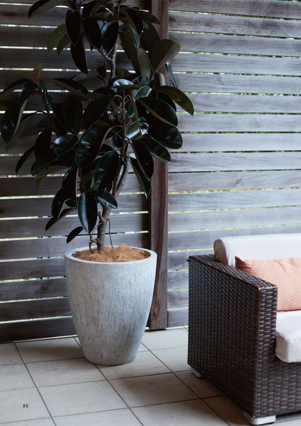 カプリ ベアルートのカタログ画像-2