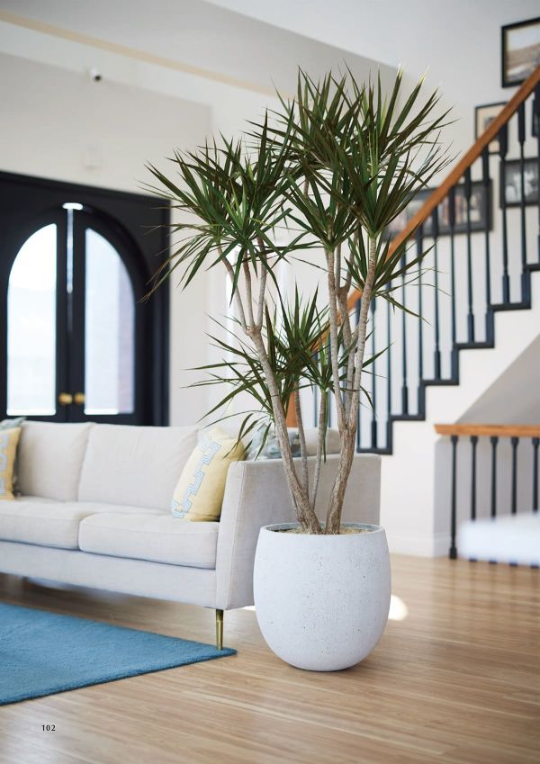 ループス イグニアスのカタログ画像-2