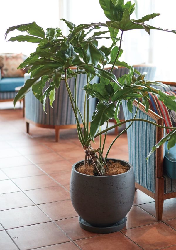 カッセル ソーサーのカタログ画像-2